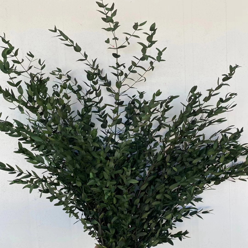 Preserved parvifolia eucalyptus